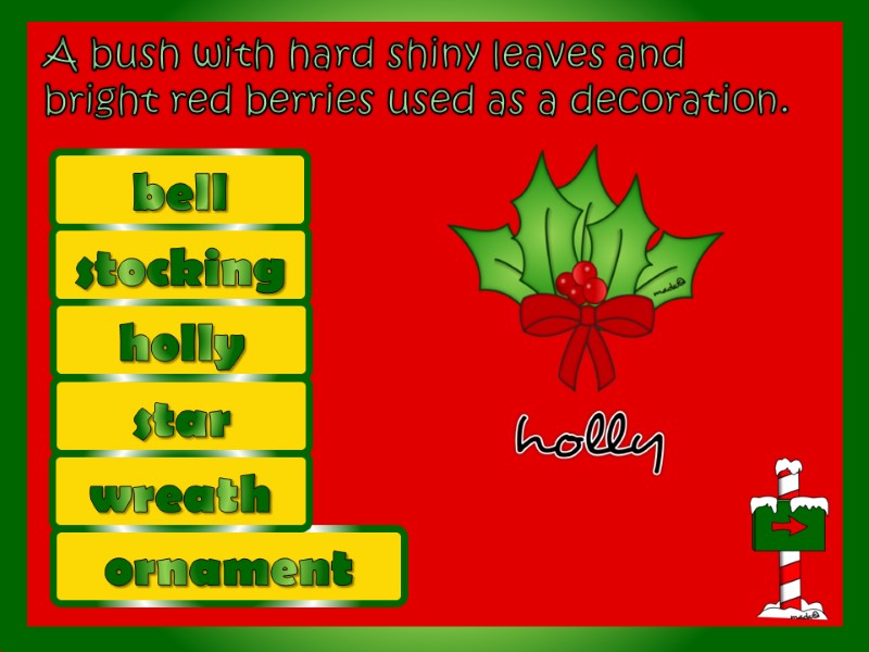 A bush with hard shiny leaves and  bright red berries used as a